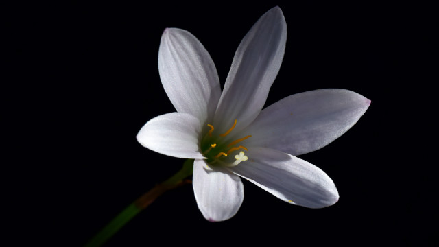 White flower yellow center macro #7 free wallpaper for desktop - medium preview image