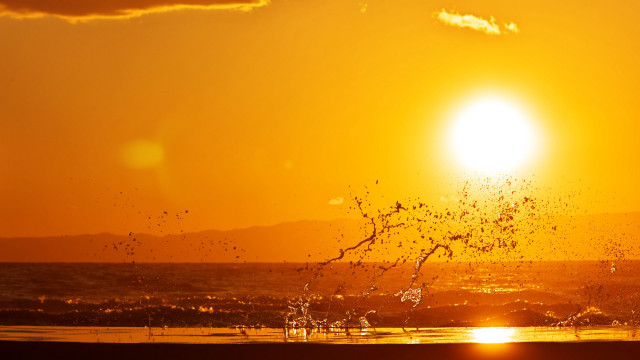 Sunset bird ocean beach waves free wallpaper for desktop - medium preview image