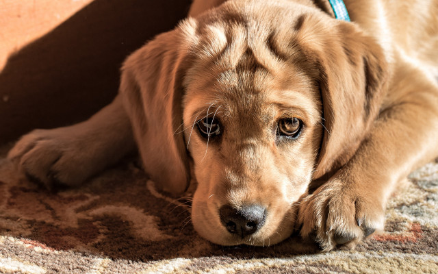 Dog sad laying carpet manly free wallpaper for desktop - medium preview image