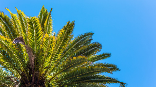 Palm bird branch sky beach free wallpaper for desktop - medium preview image