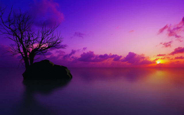 Lone tree silhouette purple sunset free wallpaper for desktop - medium preview image