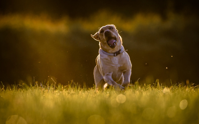 Dog running field bokeh sunlight free wallpaper for desktop - medium preview image