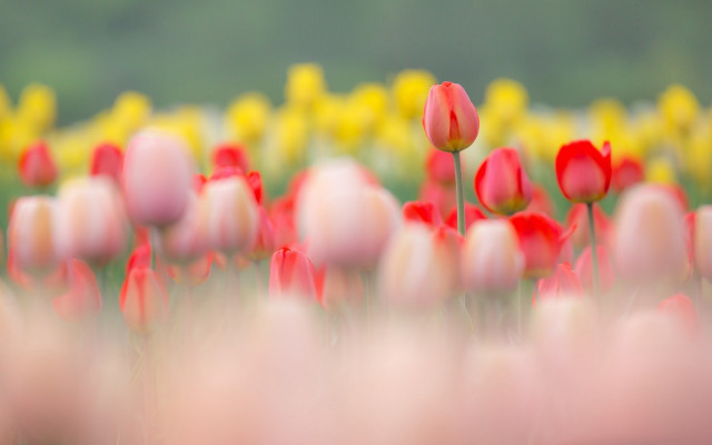 Red yellow flower field bokeh free wallpaper for desktop - medium preview image