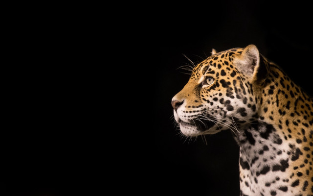 Leopard wildlife jigsaw naturalism animal free wallpaper for desktop - medium preview image