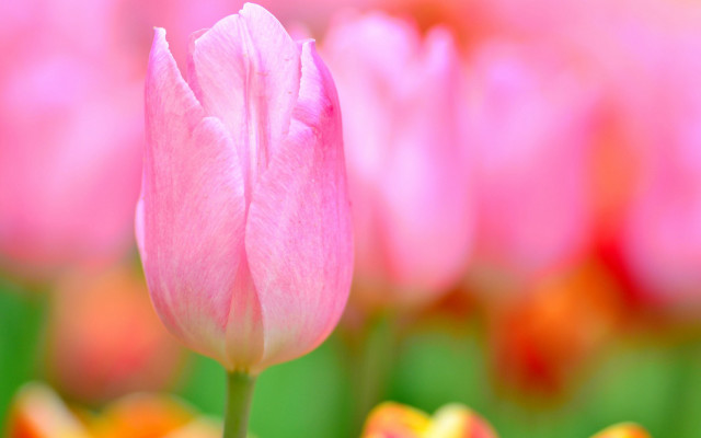 Pink flower field tulips macro free wallpaper for desktop - medium preview image