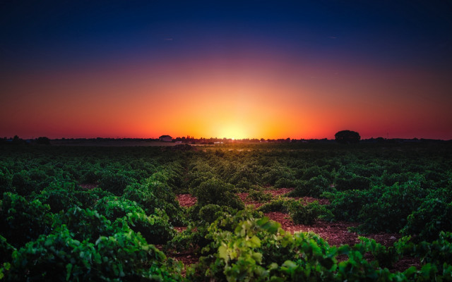 Sunset over crops with trees free wallpaper for desktop - medium preview image