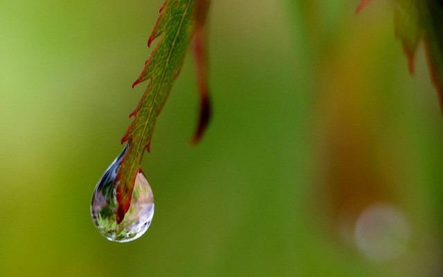 Water drop leaf green background free wallpaper for desktop - medium preview image