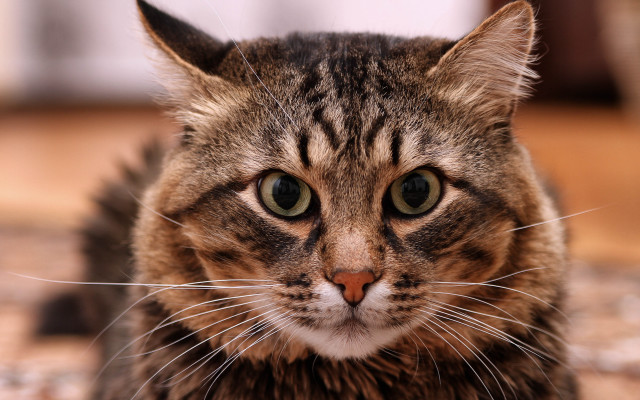 Sad cat floor blurry background free wallpaper for desktop - medium preview image