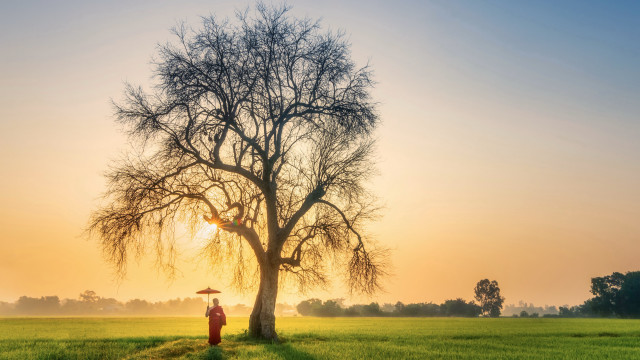 Person tree field umbrella sunset free wallpaper for desktop - medium preview image