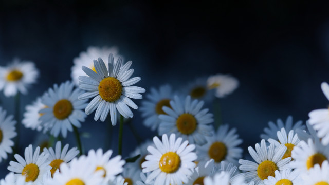 White yellow flower macro bouquet free wallpaper for desktop - medium preview image