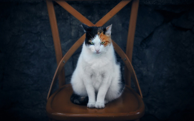 Cat serious look chair sitting free wallpaper for desktop - medium preview image