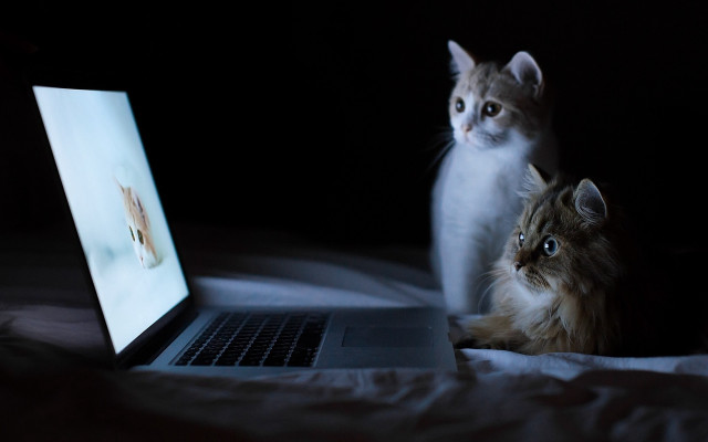 Two cats laptop cat picture free wallpaper for desktop - medium preview image