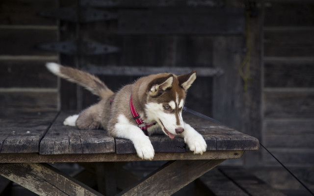 Husky dog red collar outdoor free wallpaper for desktop - medium preview image