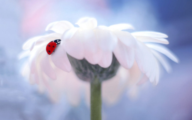 Ladybug white flower macro outdoors free wallpaper for desktop - medium preview image