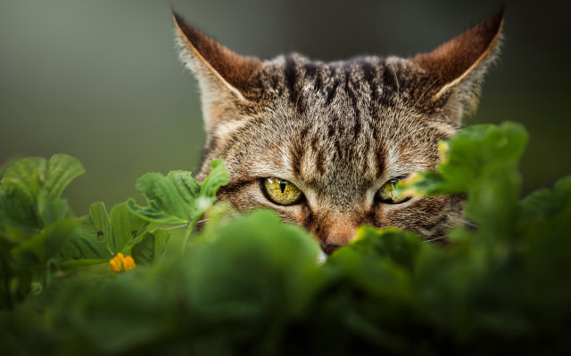 Cat yellow eyes hiding grass free wallpaper for desktop - medium preview image