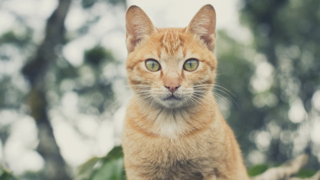 Cat green eyes on branch free wallpaper for desktop - medium preview image