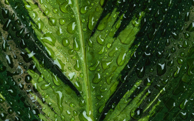 Green leaf water drops macro #51 free wallpaper for desktop - medium preview image