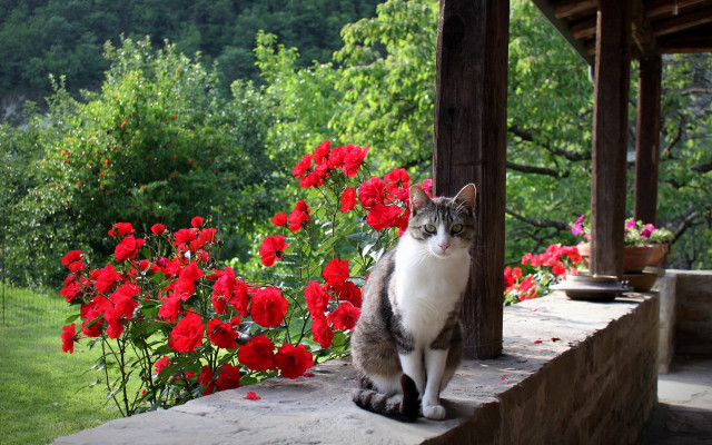 Cat ledge flower garden ecological free wallpaper for desktop - medium preview image