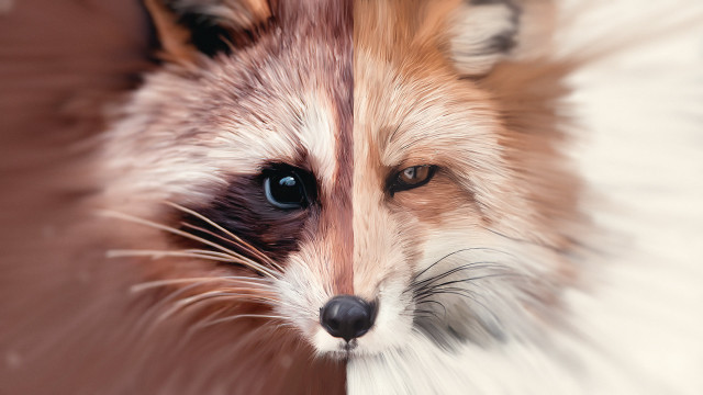 Fox closeup photorealism airbrush digital free wallpaper for desktop - medium preview image