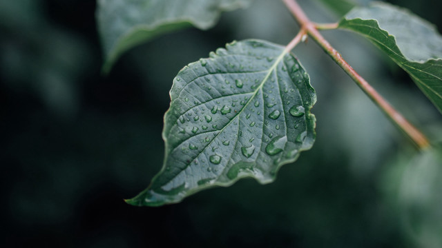 Leaf water drops macro photorealism #6 free wallpaper for desktop - medium preview image