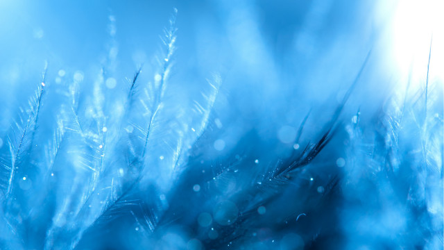 Blue plant water droplets holography free wallpaper for desktop - medium preview image