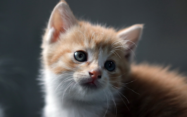 Sad orange kitten eye contact free wallpaper for desktop - medium preview image