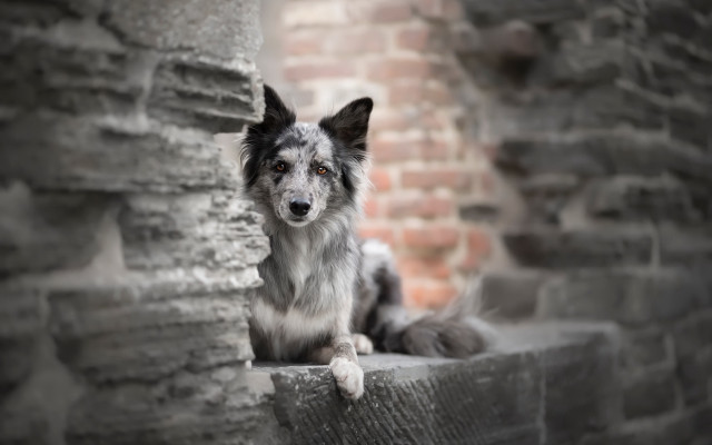 Sad dog ledge brick building free wallpaper for desktop - medium preview image