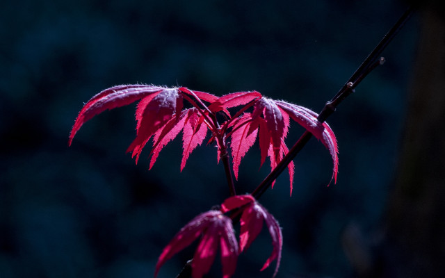 Red leafed branch glowing rich free wallpaper for desktop - medium preview image