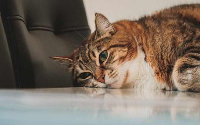 Cat table chair wall carlos free wallpaper for desktop - medium preview image