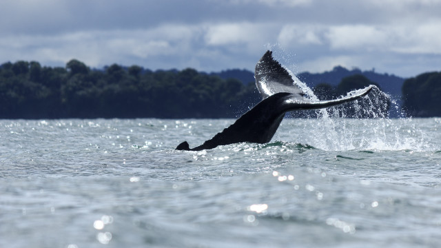 Whale jumping air rayonism puzzle free wallpaper for desktop - medium preview image