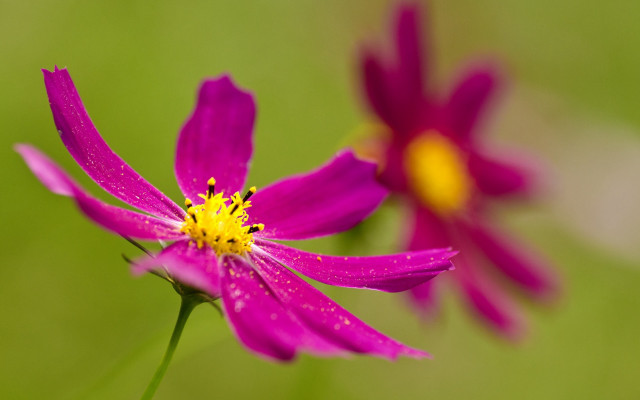 Purple flower yellow center macro #9 free wallpaper for desktop - medium preview image
