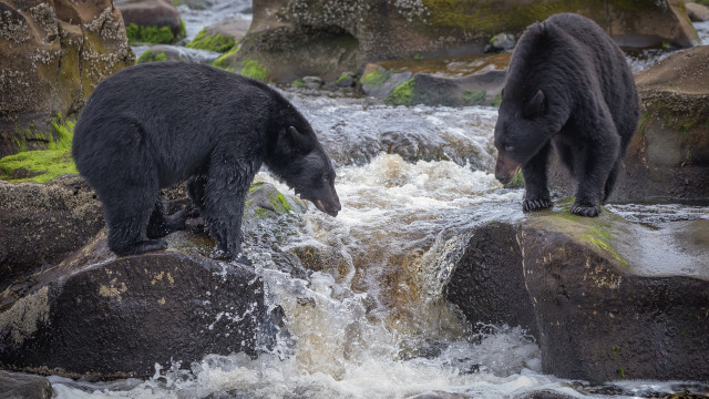 Bears river rocks nature wildlife free wallpaper for desktop - medium preview image