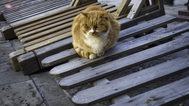 Cat bench illusion puzzle stairs free wallpaper for desktop - medium preview image