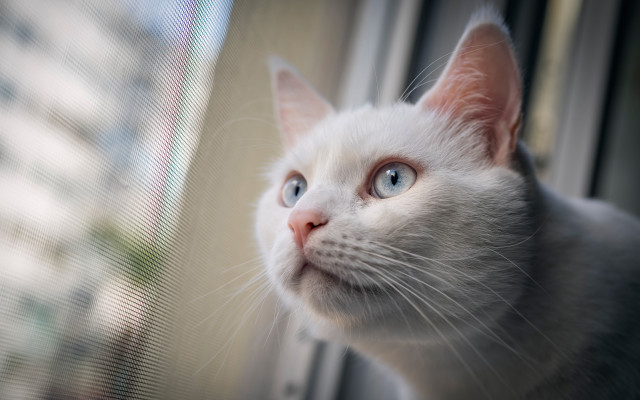 White cat window blurry background free wallpaper for desktop - medium preview image