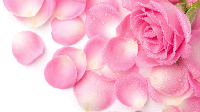 Pink rose water droplets rococo free wallpaper for desktop - medium preview image
