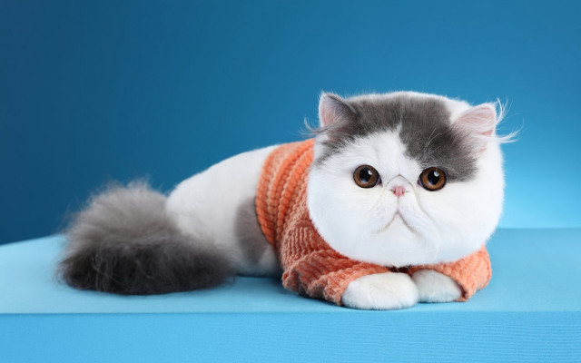 Cat sweater blue surreal photorealistic free wallpaper for desktop - medium preview image
