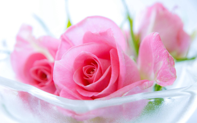 Pink rose glass bowl water free wallpaper for desktop - medium preview image