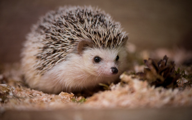 Hedgehog sad eyed dirt flower free wallpaper for desktop - medium preview image