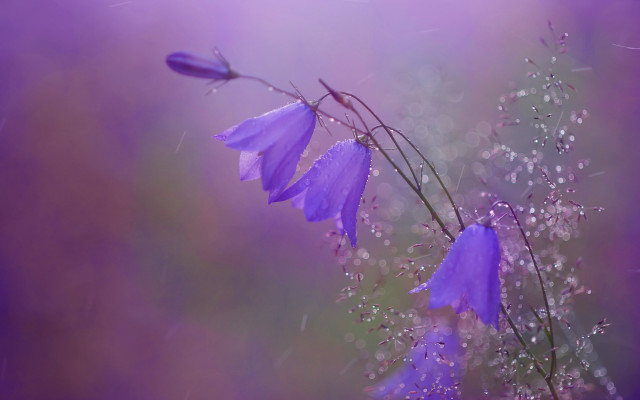 Purple flower water droplets macro #22 free wallpaper for desktop - medium preview image