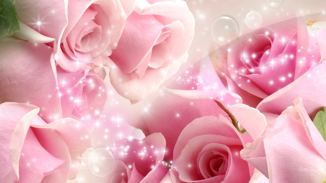 Pink roses water bubbles sparkle free wallpaper for desktop - medium preview image