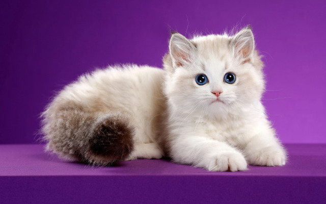 White cat blue eyes purple #2 free wallpaper for desktop - medium preview image