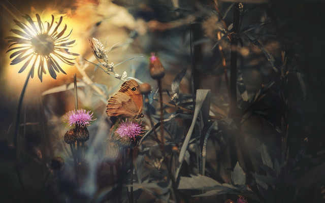 Butterfly flower field sunshine fireworks free wallpaper for desktop - medium preview image