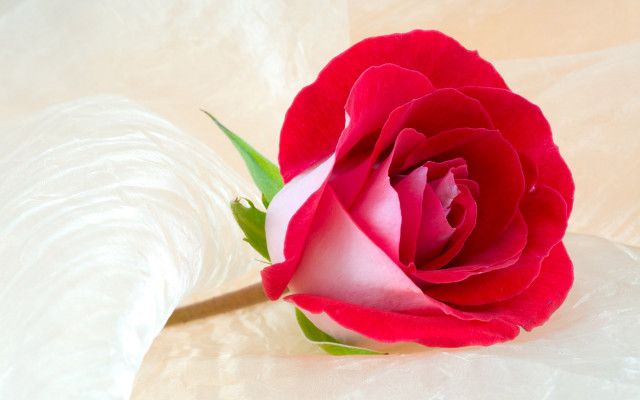 Red rose white surface green free wallpaper for desktop - medium preview image