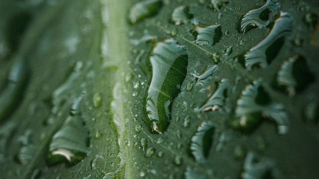 Green leaf water drops macro #52 free wallpaper for desktop - medium preview image