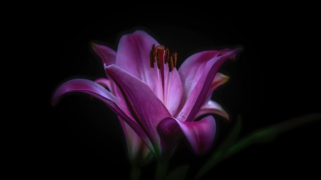 Purple flower black background green free wallpaper for desktop - medium preview image