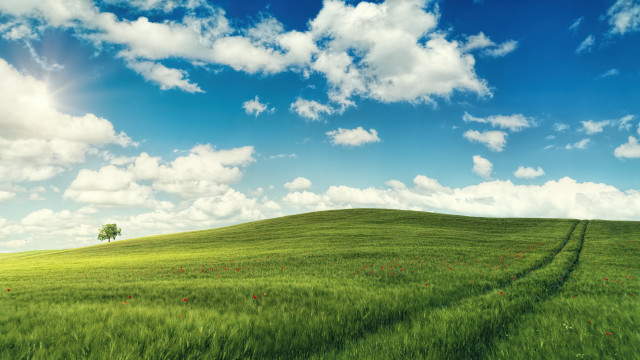Field tree sky cloud horizon free wallpaper for desktop - medium preview image