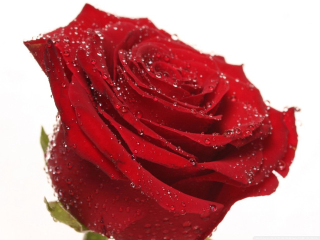 Red rose water droplets romantic #2 free wallpaper for desktop - medium preview image
