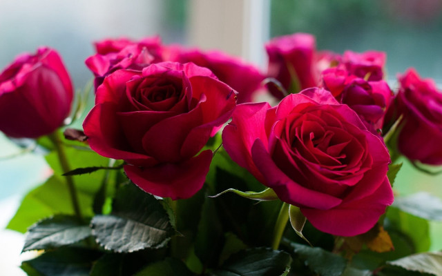 Red roses vase table window free wallpaper for desktop - medium preview image