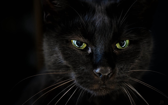 Black cat green eyes gothic #10 free wallpaper for desktop - medium preview image