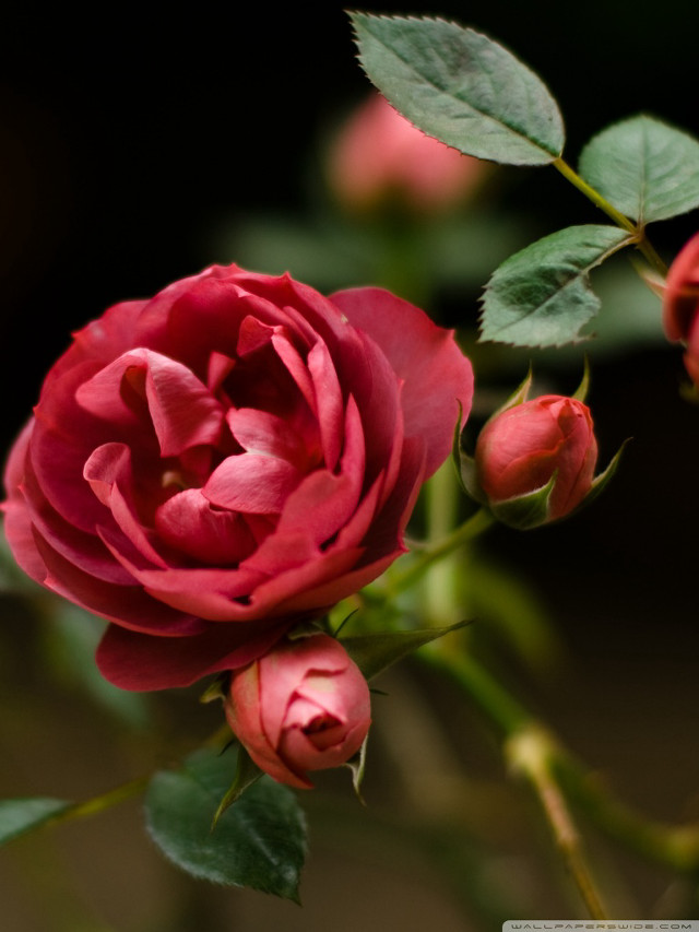 Red rose closeup dark background free wallpaper for mobile - medium preview image